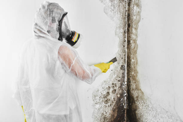 Trusted Wartburg, TN Mold Removal Experts