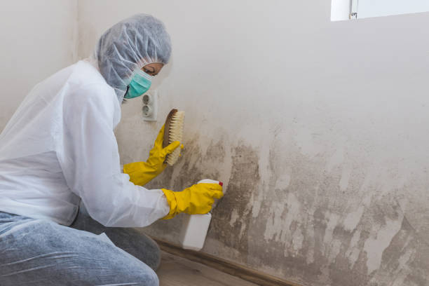 Best Fast Mold Removal  in Wartburg, TN