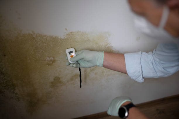 Office Mold Removal Services in Wartburg, TN