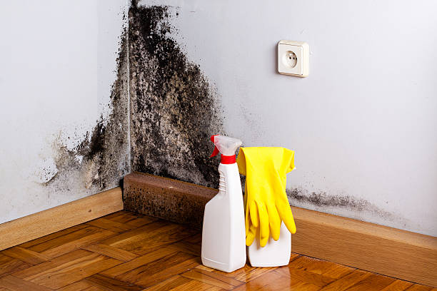 Best Toxic Mold Removal  in Wartburg, TN