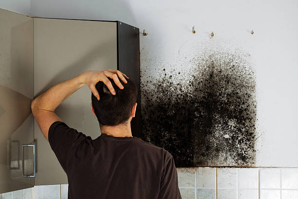 Best Mold Removal Near Me  in Wartburg, TN