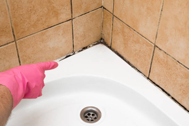 Best Professional Mold Removal  in Wartburg, TN